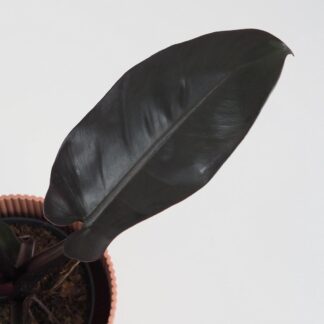 philodendron black cardinal velky cerny filodendron