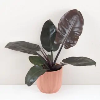 philodendron black cardinal velky cerny filodendron