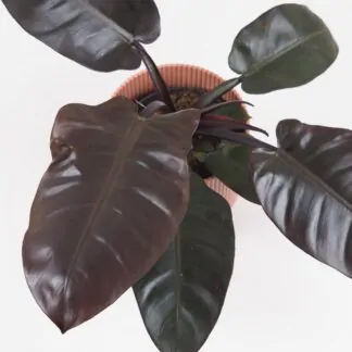 philodendron black cardinal velky cerny filodendron