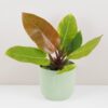 Philodendron ‘Prince of Orange’ maxi philodendron prince of orange velky oranzovy filodendron