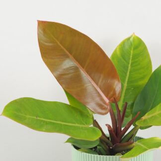 philodendron prince of orange velky oranzovy filodendron