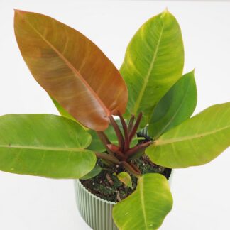 philodendron prince of orange velky oranzovy filodendron