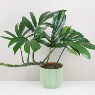 rhaphidophora decursiva maxi pokojovka