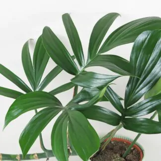 rhaphidophora decursiva maxi pokojovka