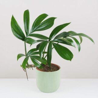 rhaphidophora decursiva maxi pokojovka