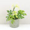 Rhaphidophora tetrasperma ‘Goldrush’ (Monstera Minima) rhaphidophora tetrasperma goldrush monstera minima