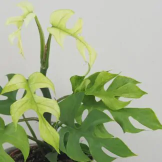 Rhaphidophora tetrasperma ‘Goldrush’ (Monstera Minima) rhaphidophora tetrasperma goldrush monstera minima