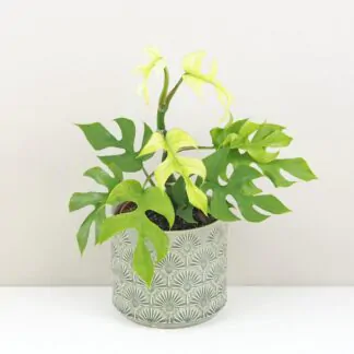 Pokojové rostliny, řasokoule a příslušenství rhaphidophora tetrasperma goldrush monstera minima