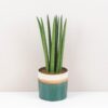 Sansevieria cylindrica sansevieria cylindrinca
