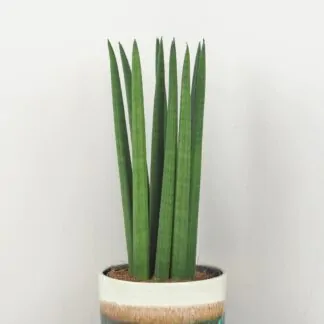 sansevieria cylindrinca