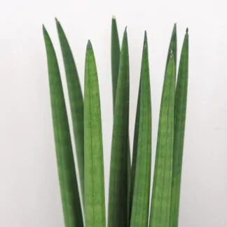 sansevieria cylindrinca