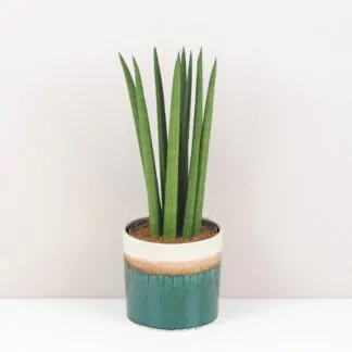 sansevieria cylindrinca