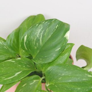 scindapsus pictus rubicon