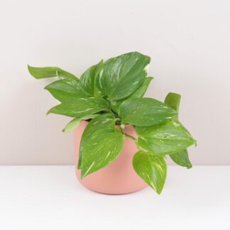 scindapsus pictus rubicon