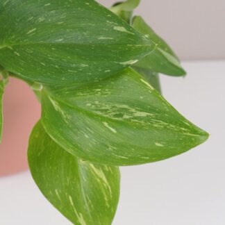 scindapsus pictus rubicon