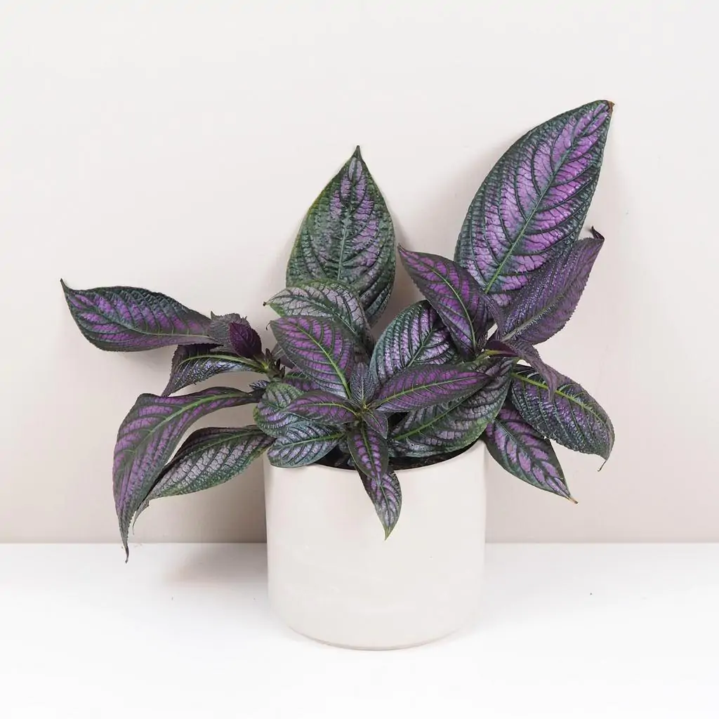 Strobilanthes dyeriana Strobilanthes dyeriana