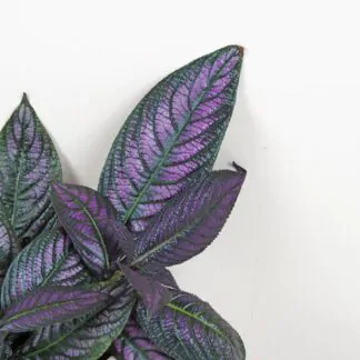 Strobilanthes dyeriana Strobilanthes dyeriana