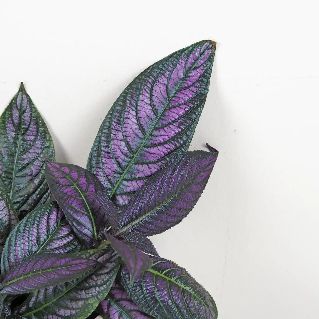 Strobilanthes dyeriana Strobilanthes dyeriana