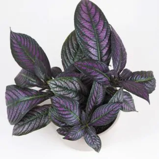 Strobilanthes dyeriana Strobilanthes dyeriana