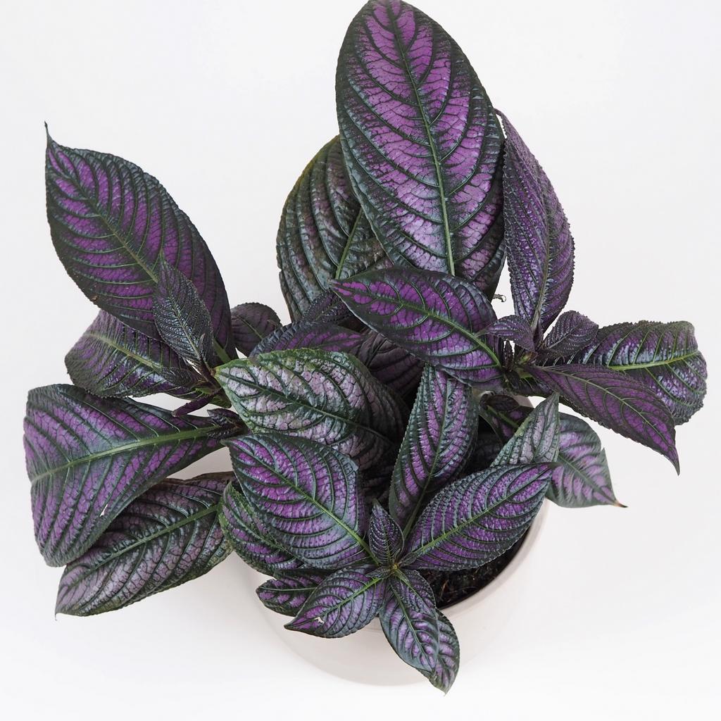 Strobilanthes dyeriana Strobilanthes dyeriana