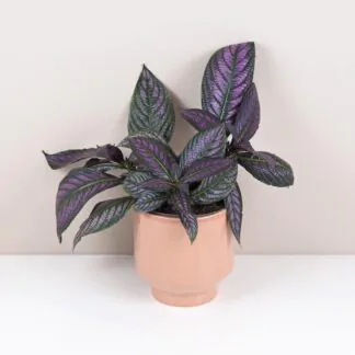 Strobilanthes dyeriana Strobilanthes dyeriana