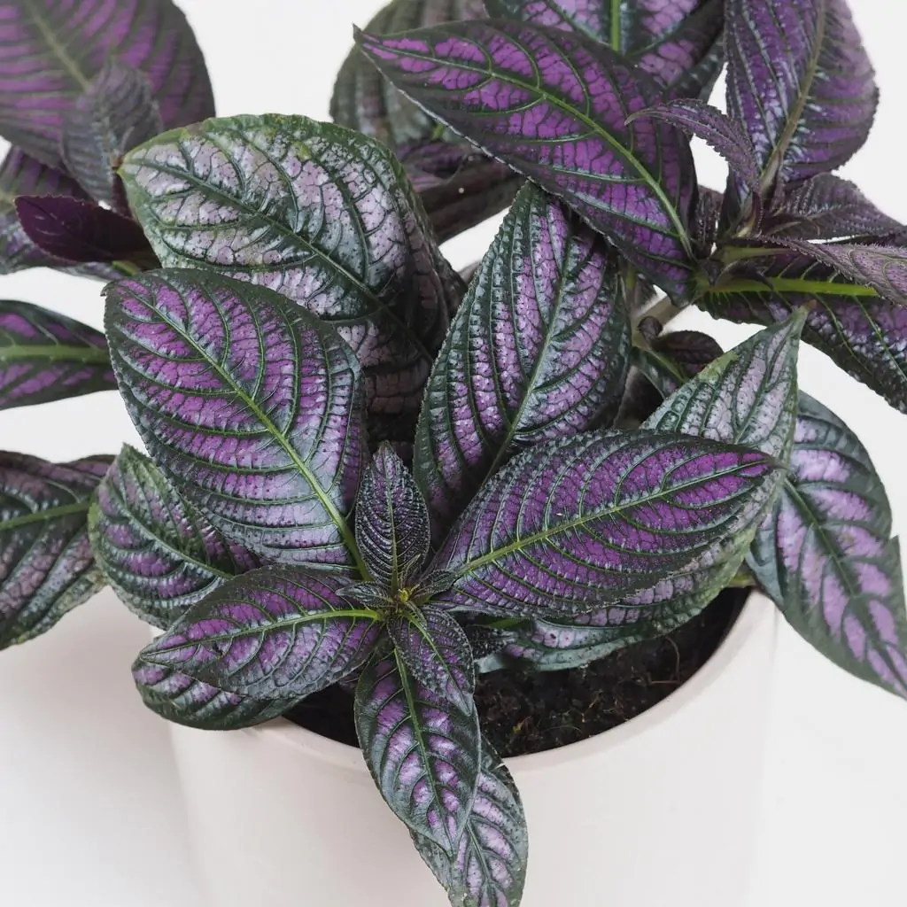 Strobilanthes dyeriana Strobilanthes dyeriana