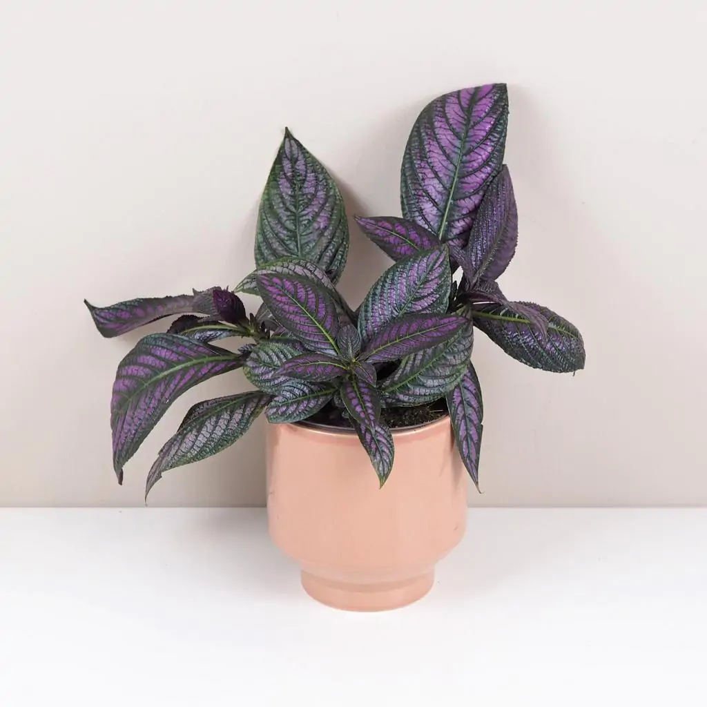Strobilanthes dyeriana Strobilanthes dyeriana
