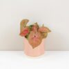 Syngonium ‘New Dew’ malé syngonium new dew ruzove izbove rastliny