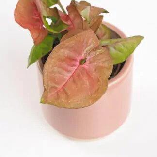 Syngonium ‘New Dew’ malé syngonium new dew ruzove izbove rastliny