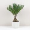 Zamia integrifolia zamia integrifolia palma