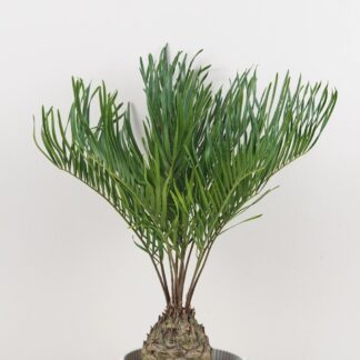Zamia integrifolia zamia integrifolia palma
