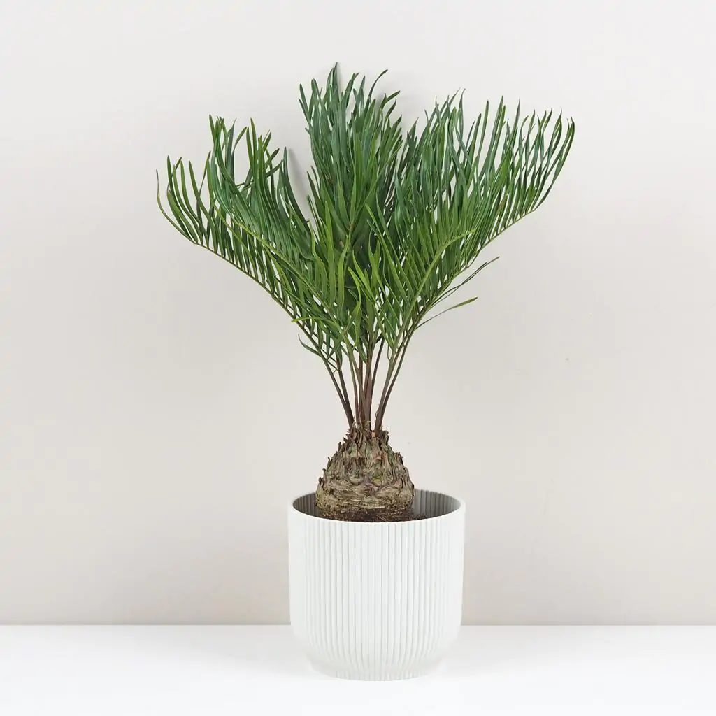 Zamia integrifolia zamia integrifolia palma