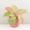 Aglaonema ‘Bidadari’ maxi Aglaonema Bidadari ruzova pokojovka rostlina