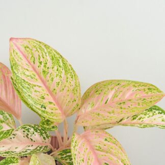 Aglaonema ‘Bidadari’ maxi Aglaonema Bidadari ruzova pokojovka rostlina