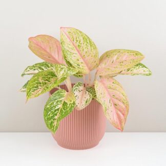Aglaonema ‘Bidadari’ maxi Aglaonema Bidadari ruzova pokojovka rostlina