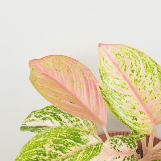 Aglaonema ‘Bidadari’ maxi Aglaonema Bidadari ruzova pokojovka rostlina