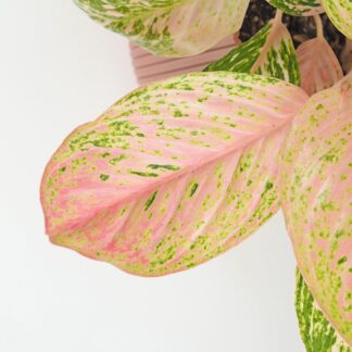 Aglaonema ‘Bidadari’ maxi Aglaonema Bidadari ruzova pokojovka rostlina
