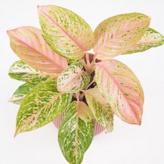 Aglaonema Bidadari ruzova pokojovka rostlina