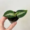 Aglaonema pictum malá aglaonema pictum mala zelena