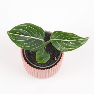 Aglaonema ‘Tom’s Pride’ malá aglaonema Tom’s Pride mala