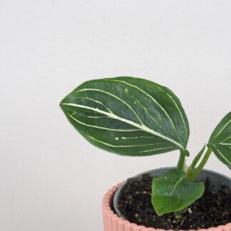 Aglaonema ‘Tom’s Pride’ malá aglaonema Tom’s Pride mala