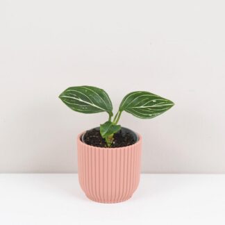 Top 10 nenáročných pokojových rostlin pro začátečníky aglaonema Tom’s Pride mala