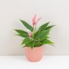 Anthurium andraeanum ‘Lilli’ střední Anthurium andraeanum Lilli ruzova anturia
