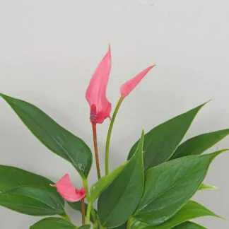 Anthurium andraeanum Lilli ruzova anturia