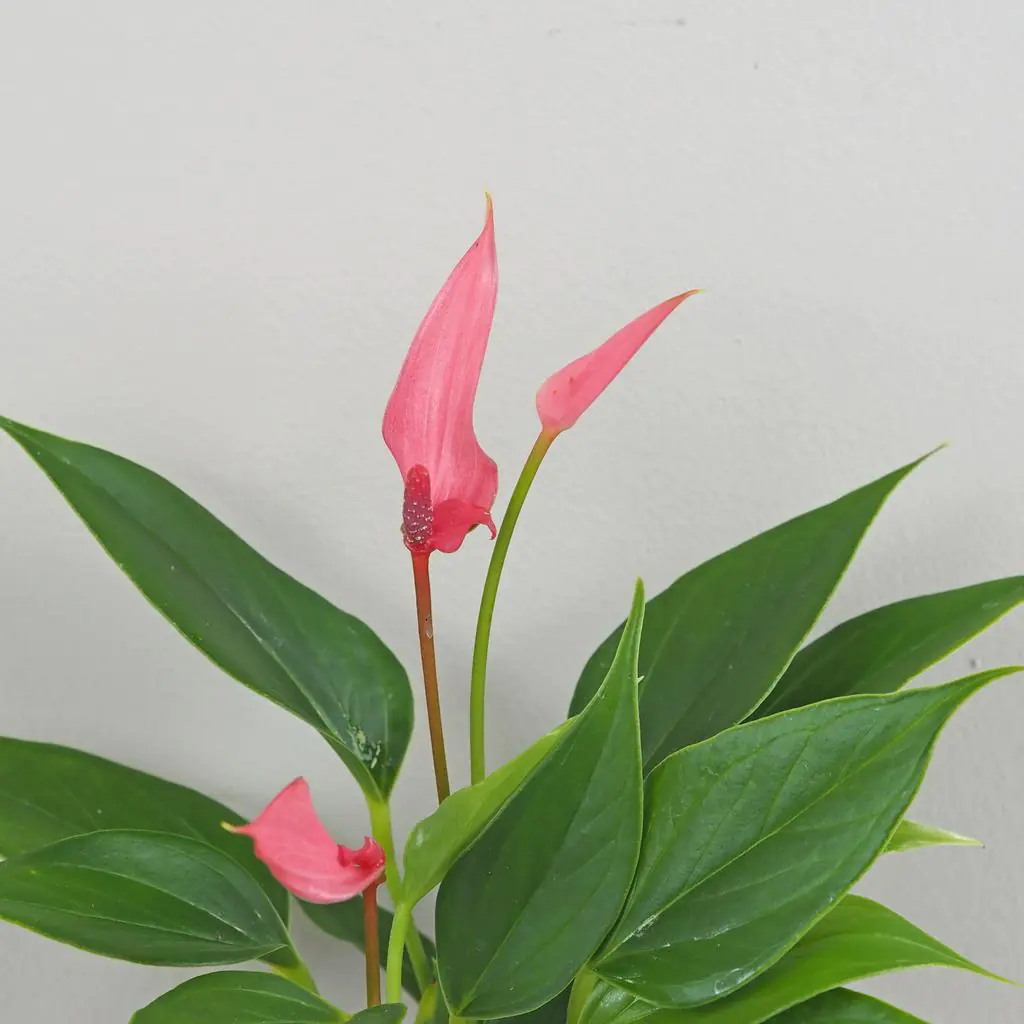 Anthurium andraeanum ‘Lilli’ střední Anthurium andraeanum Lilli ruzova anturia