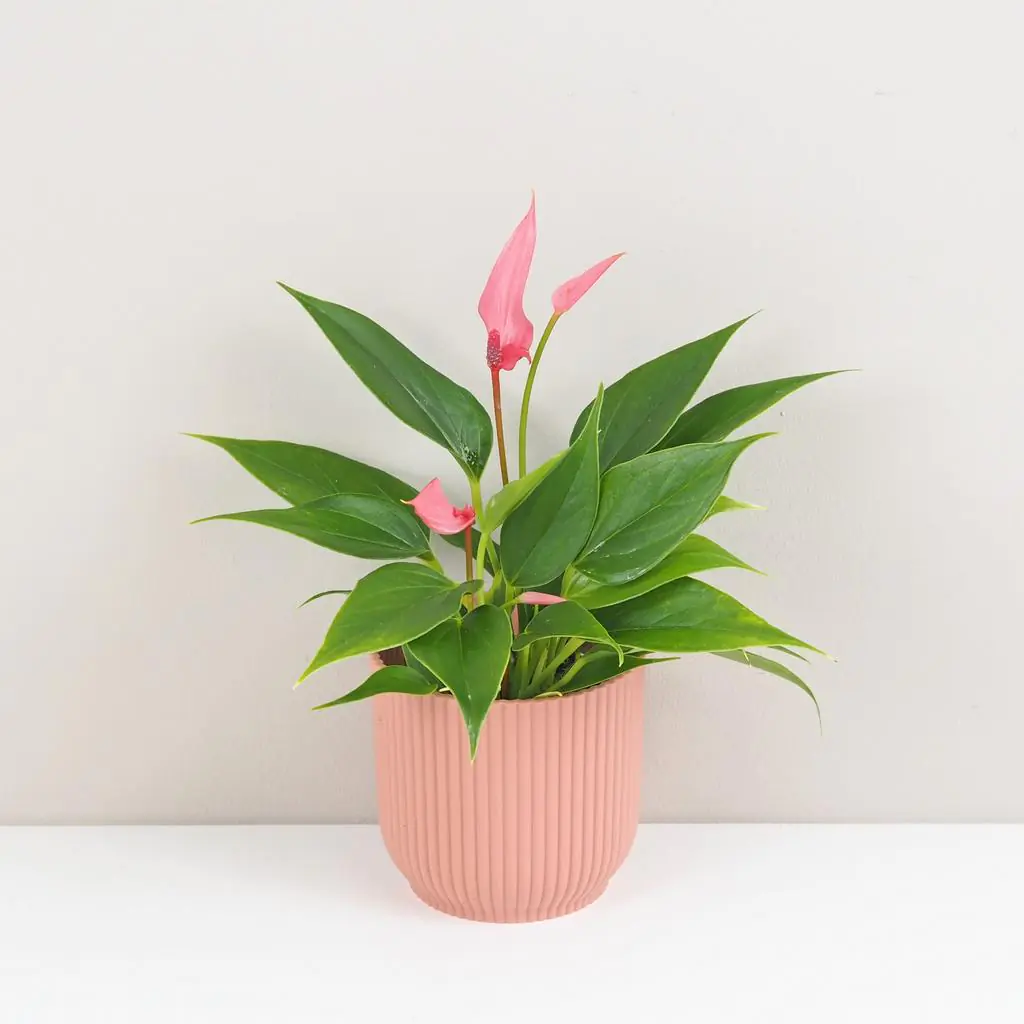 Anthurium andraeanum ‘Lilli’ střední Anthurium andraeanum Lilli ruzova anturia