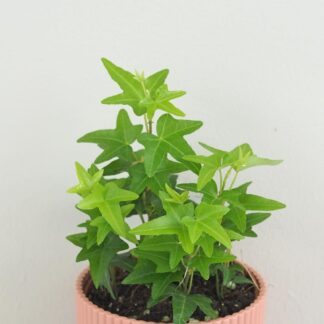 Břečťan / Hedera helix ‘Jacobine’ brectan hedera helix jacobine popinava pokojovka