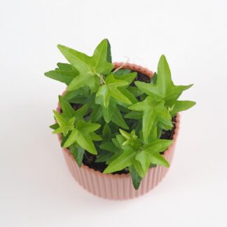 Břečťan / Hedera helix ‘Jacobine’ brectan hedera helix jacobine popinava pokojovka