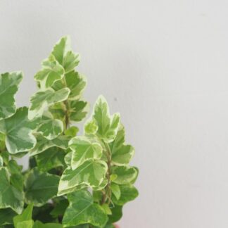 Břečťan / Hedera Helix variegata brectan hedera helix variegata panasovany pokojovka