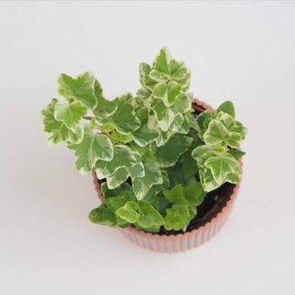 Břečťan / Hedera Helix variegata brectan hedera helix variegata panasovany pokojovka